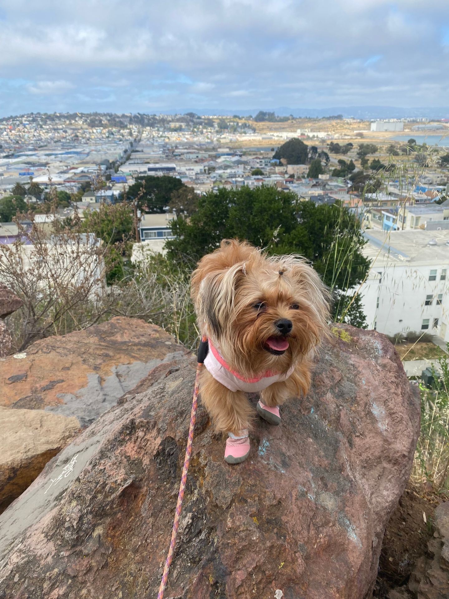 Daily Dog Walks